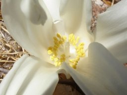Gethyllis namaquensis flower centre
